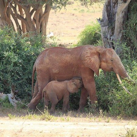 Bed and Breakfast Nyumba Ya Afrika Watamu Exterior foto
